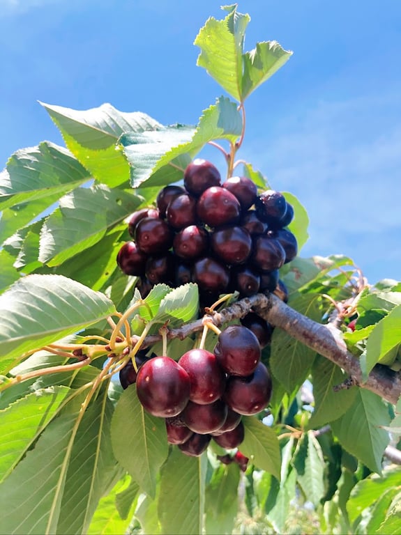 Hilltops Cherries in Wombat, NSW