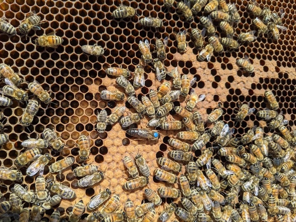 Honey Tasmania in Exeter, TAS