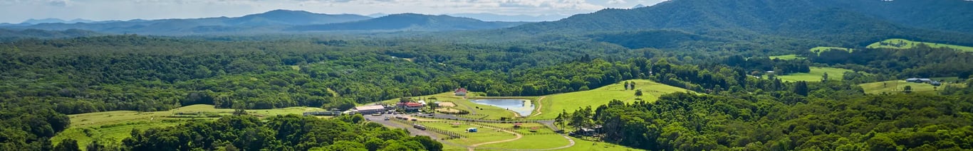 KUR-Cow Barnwell Farm in Kuranda, QLD