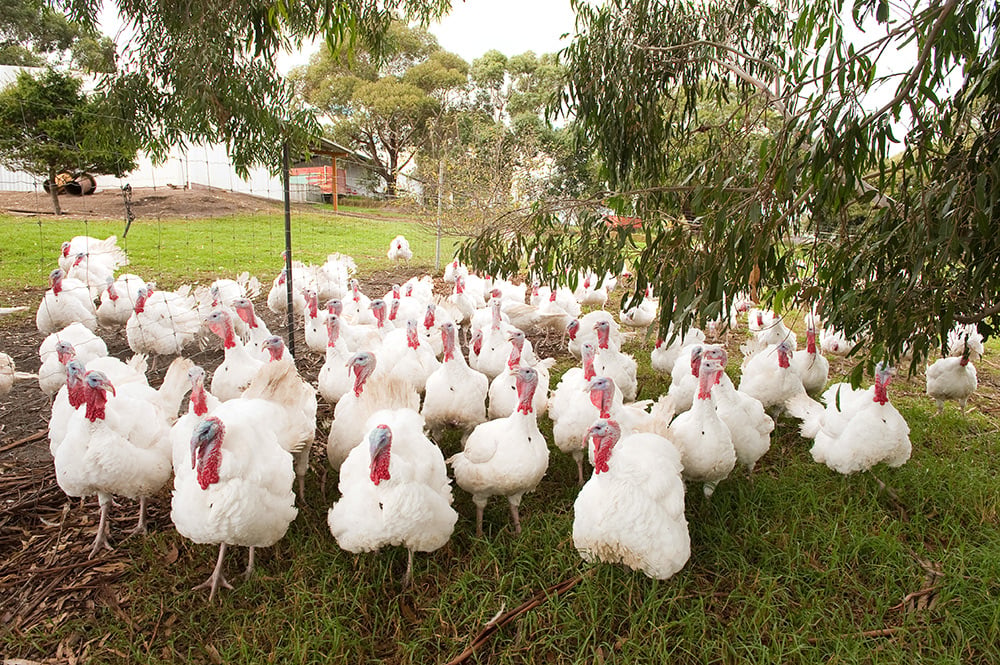 Leadoux Turkeys in Bairnsdale, VIC