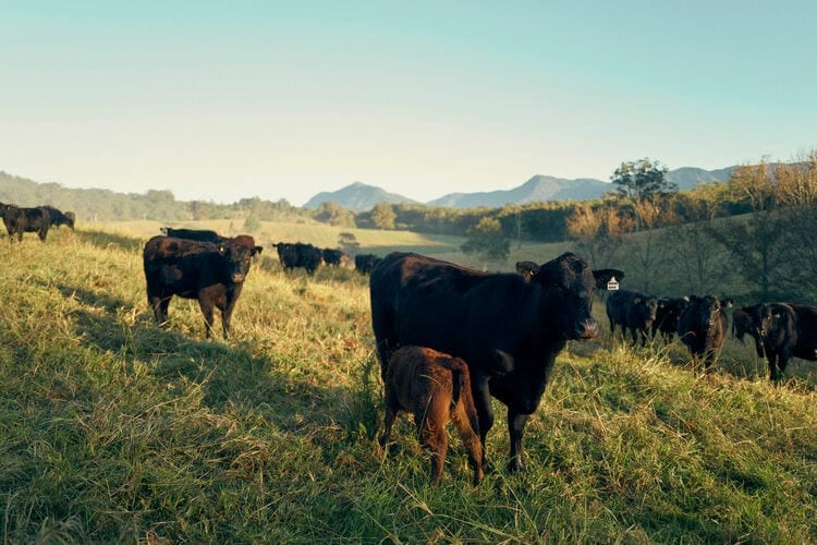 Levenvale Farm: The home of Bello Beef & the Patch Organics in Hydes Creek, NSW