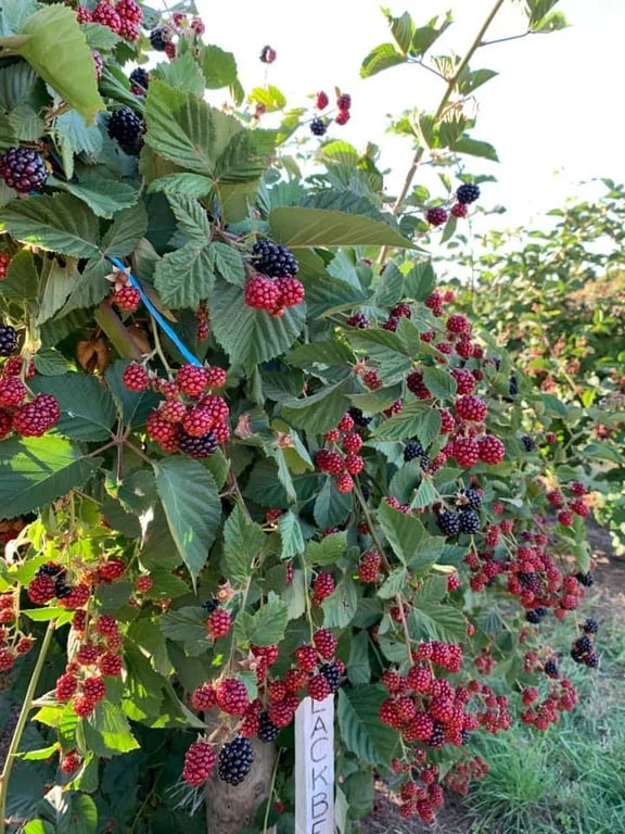 Longford Berries in The Hawthorns, TAS
