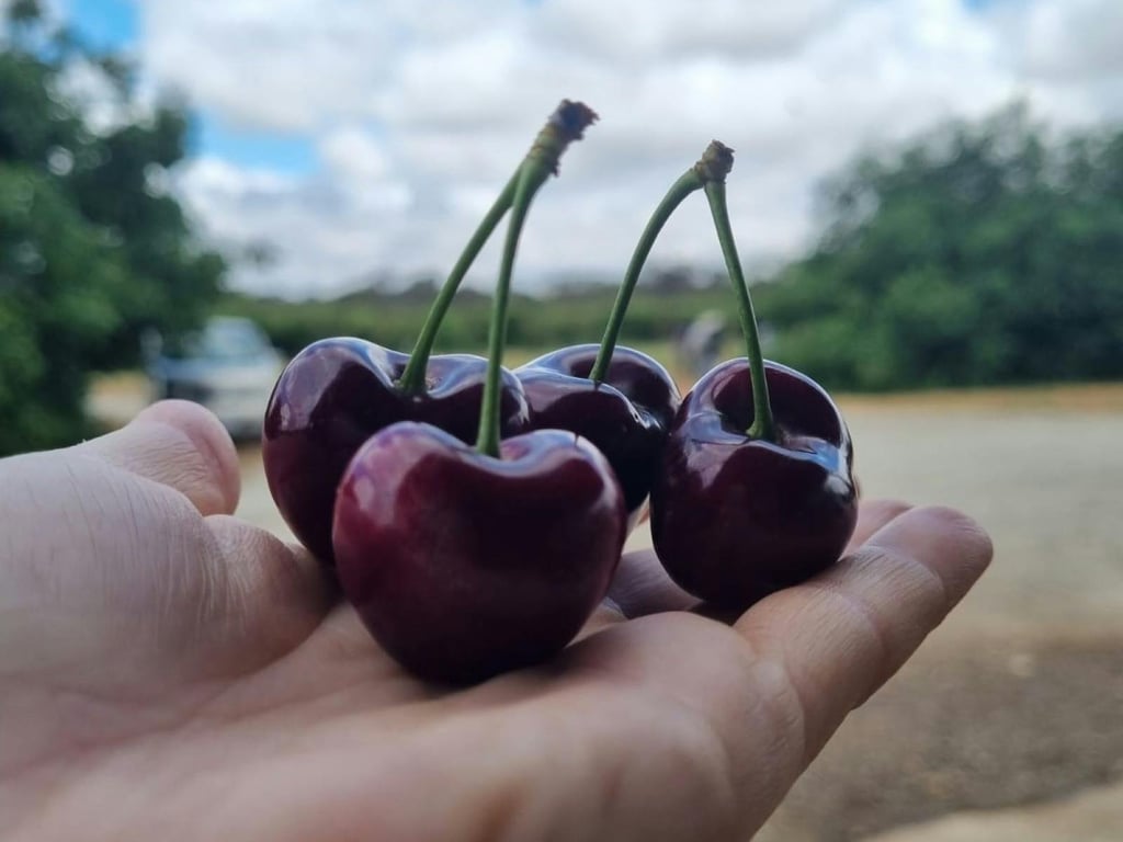 Lynton Orchards in Young, NSW