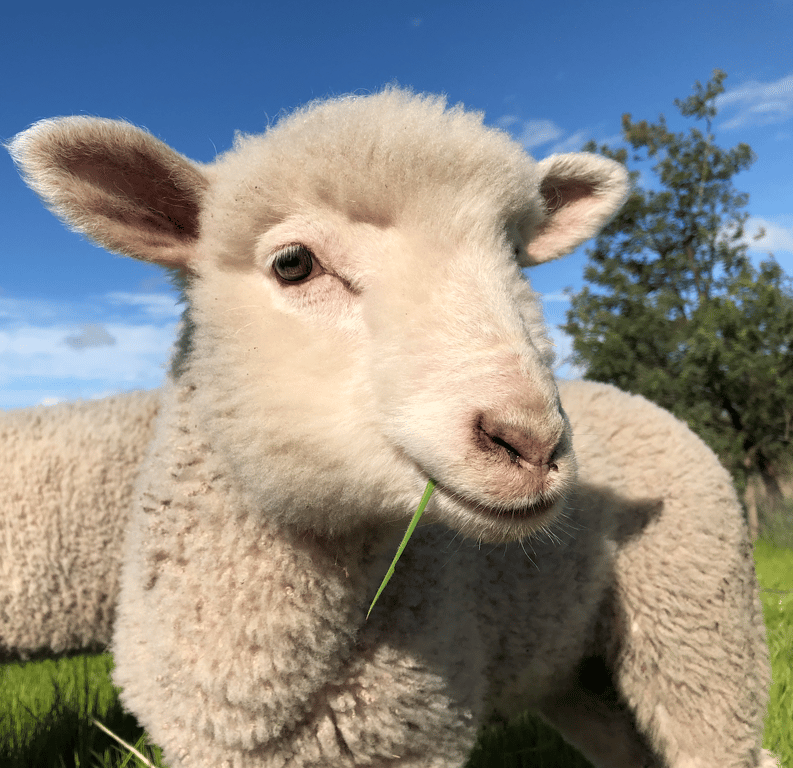 Macedon Ranges Lamb in Macedon Ranges, VIC