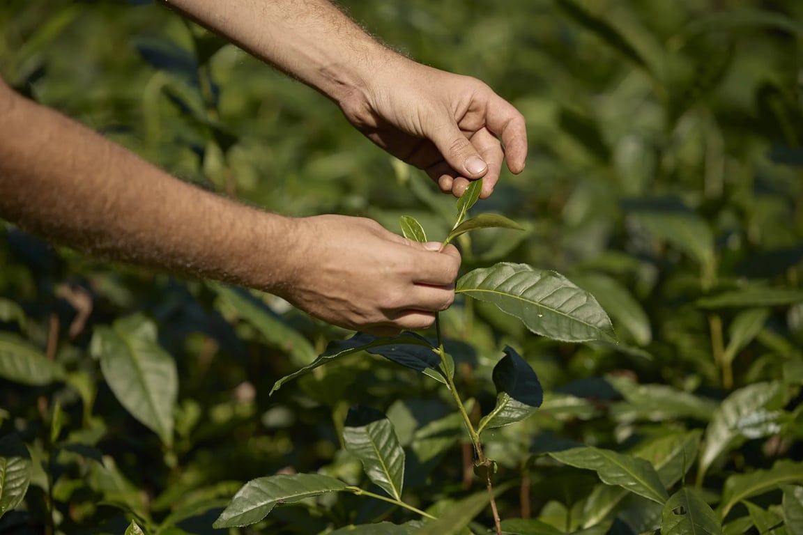 Madura Tea Estates in Clothiers Creek, NSW