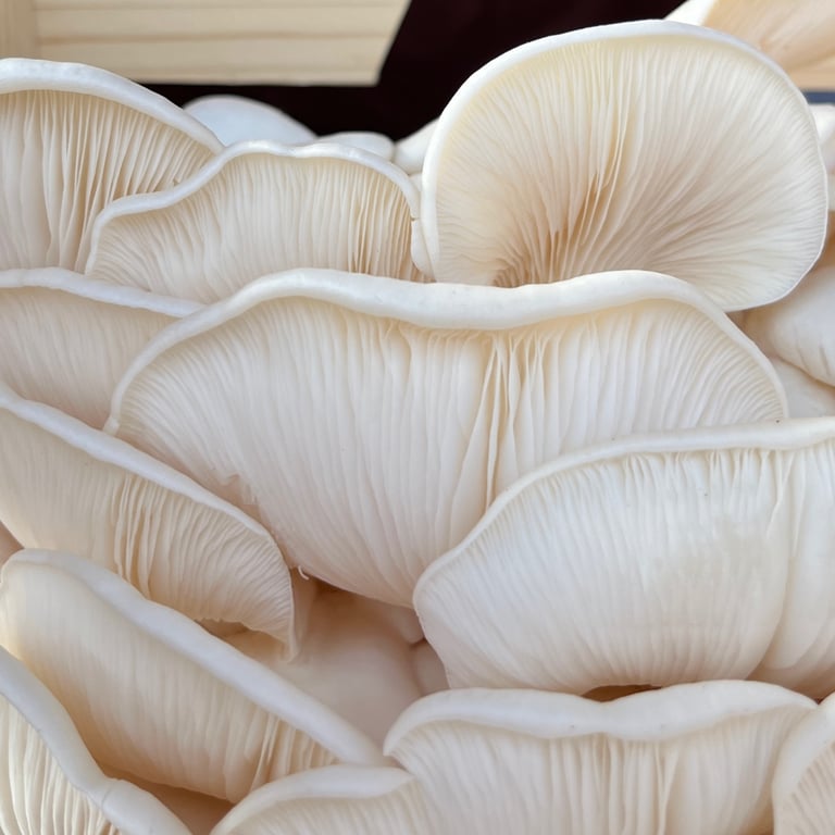 Markwood Mushrooms in Markwood, VIC