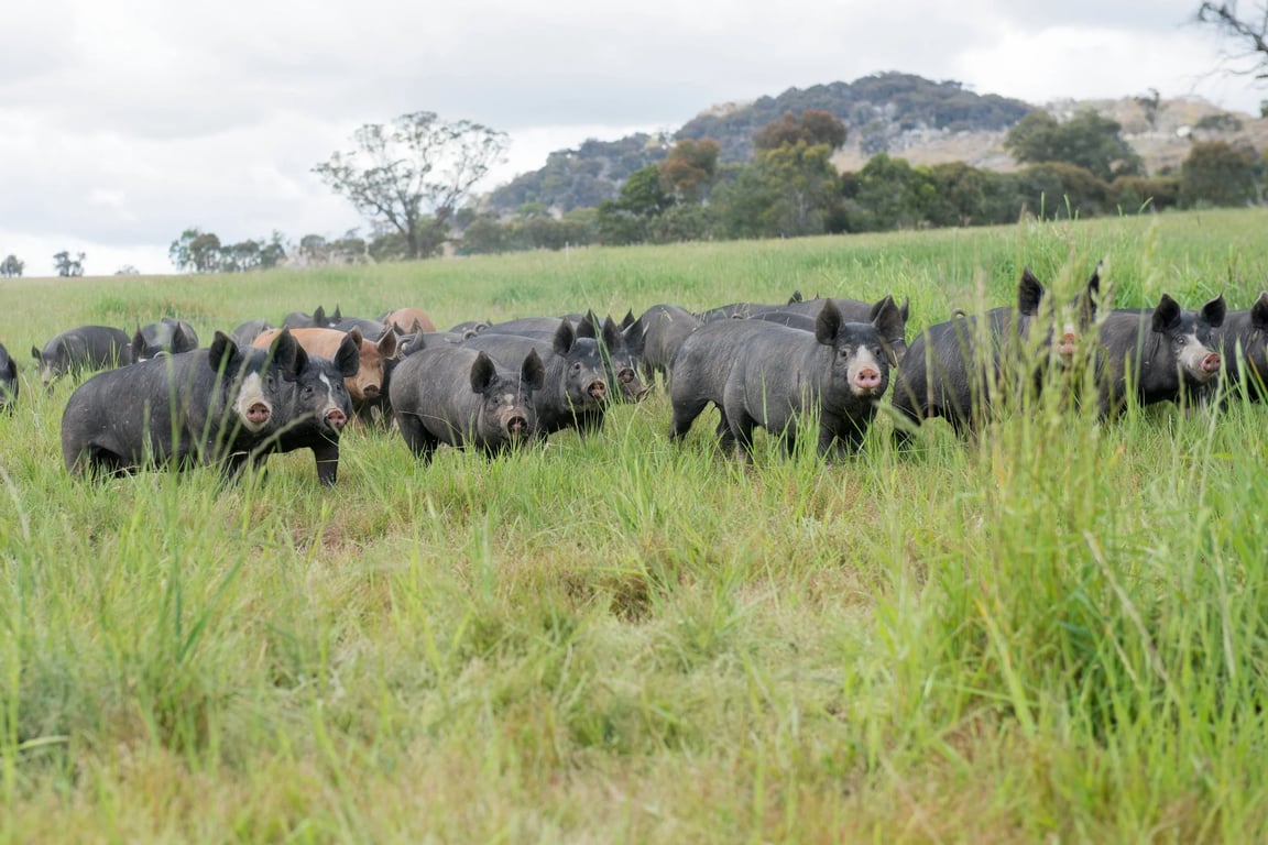 McIvor Farm Foods in Tooborac, VIC