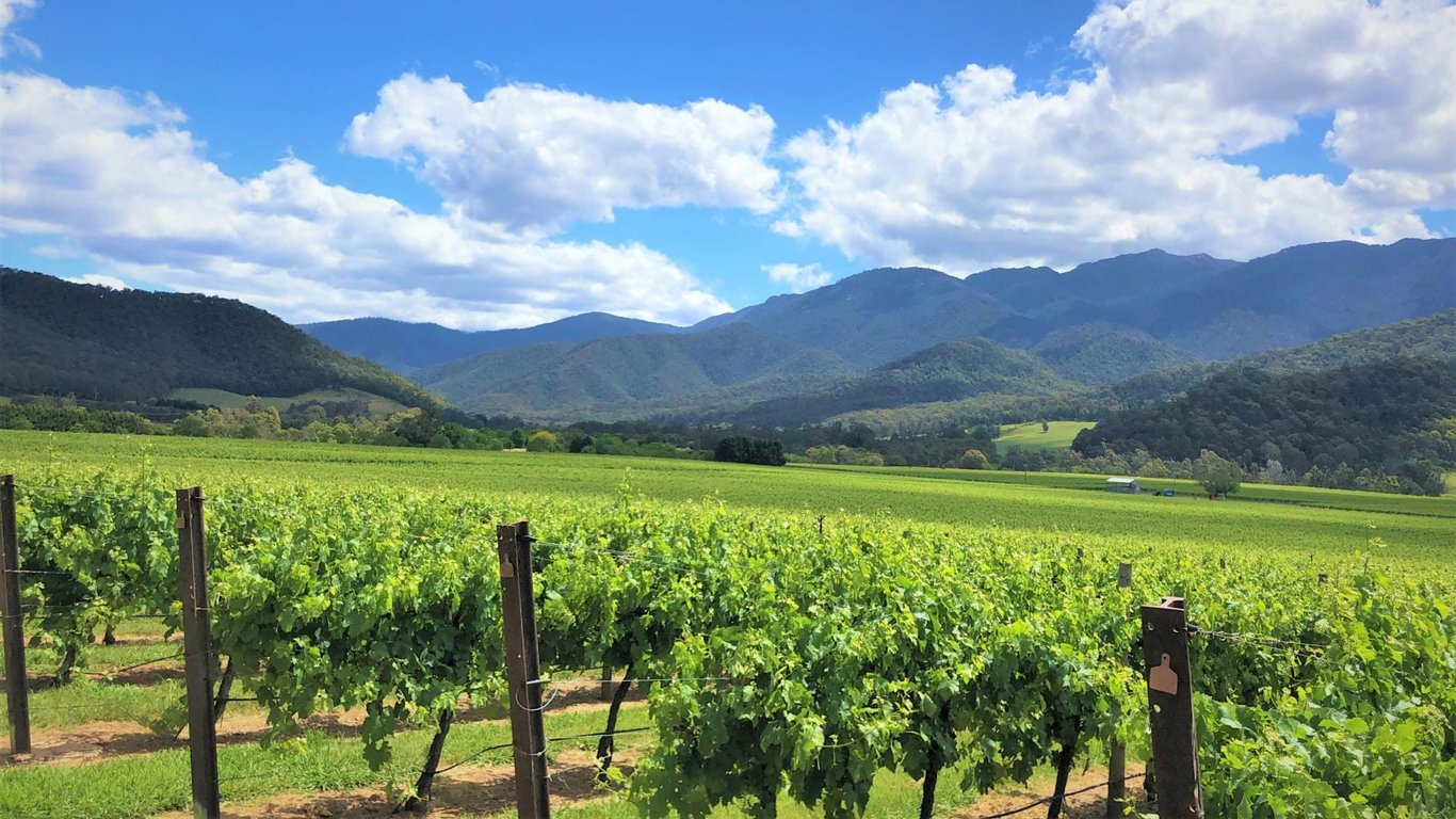 Michelini Wines in Myrtleford, VIC