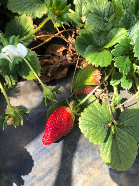 Minh Tran’s Strawberry Farm in Neerabup, WA