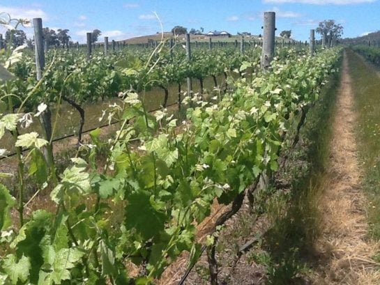Mount Alexander Winery in Sutton Grange, VIC