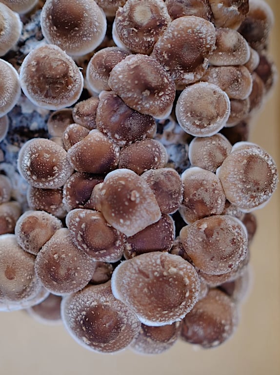 Mushroom Forestry in Tyabb, VIC