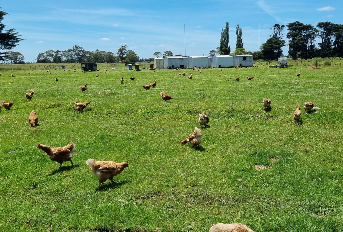 Myrtlebank Roaming Farms in Myrtlebank, VIC