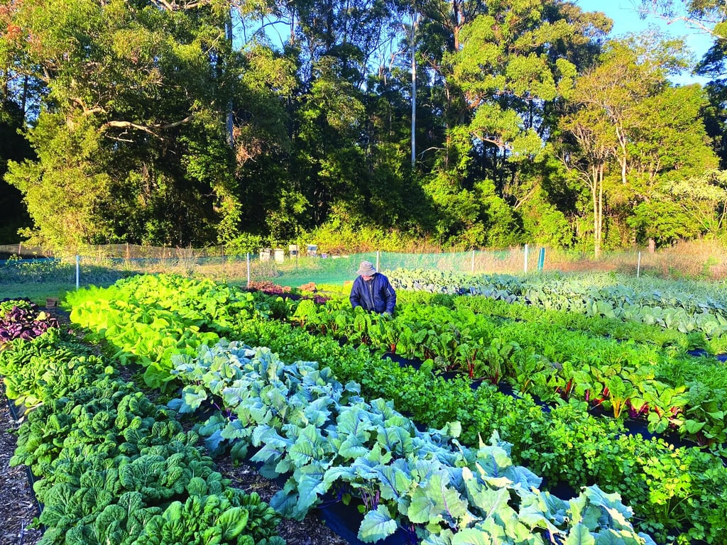 New Life Farm in Sapphire Beach, NSW