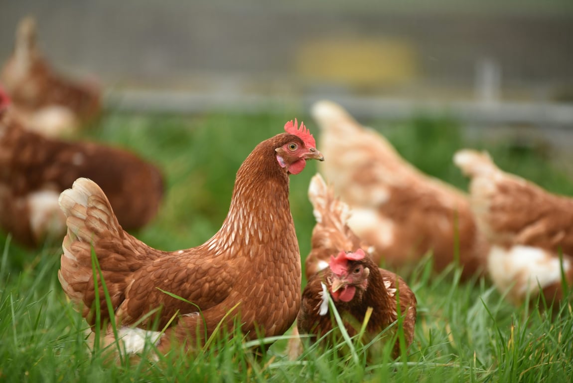OrganiGrow Eggs in Monaltrie, NSW