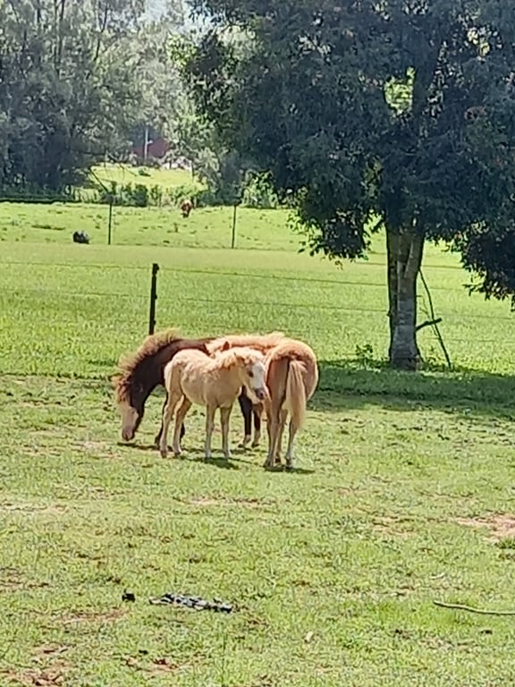 Crystal Creek Miniatures and Palmdale Stud in Crystal Creek, NSW