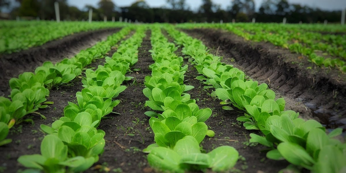 Peninsula Organic Farmgate in Baxter, VIC