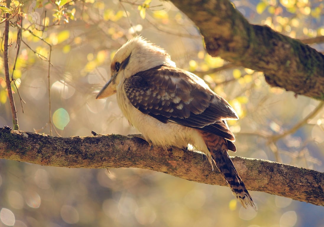 Peninsula Respite Care - Farmstay in Pearcedale, VIC