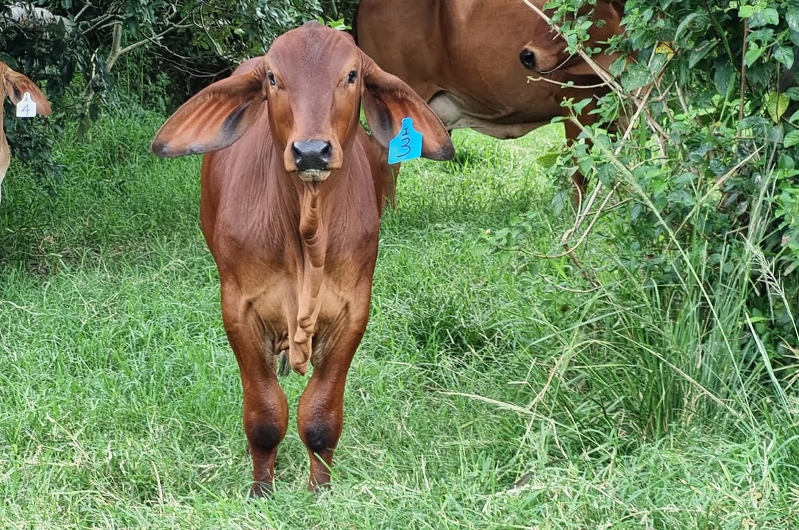 Perseverance Property Farm Stay in Upper Kandanga, QLD
