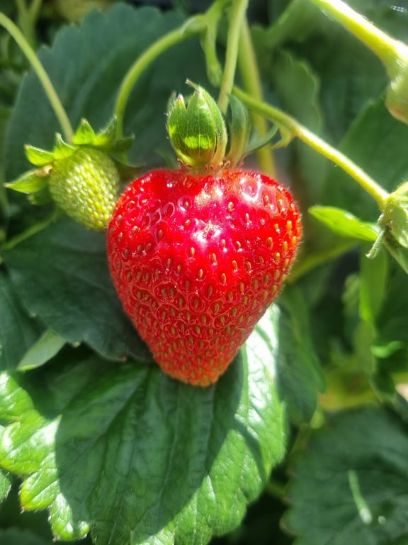 Phillip Island Strawberries in Cowes, VIC