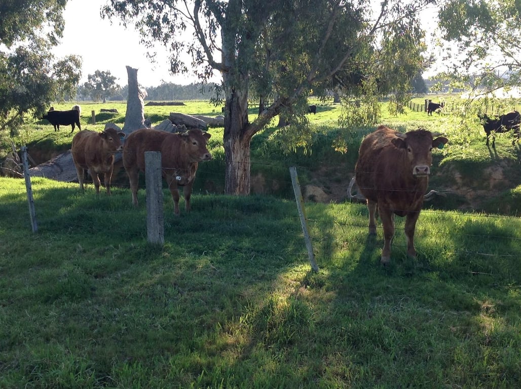 Rockgilla in Bonegilla, VIC