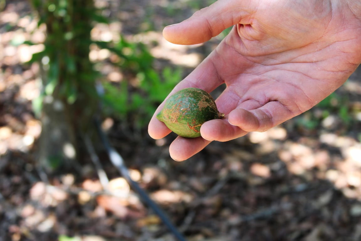 Sandy Creek Macadamias in Sunshine Coast, QLD