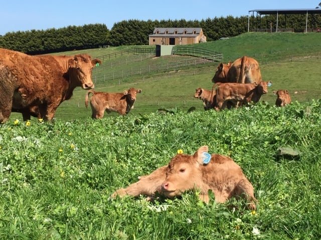 Seaview Park Farm in Seaview, VIC