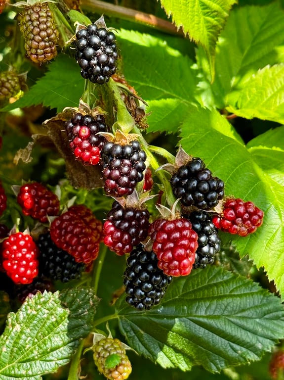 Sheffield Berries in Sheffield, TAS