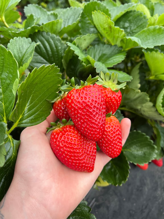 Smashastrawb in Smith Brook, WA