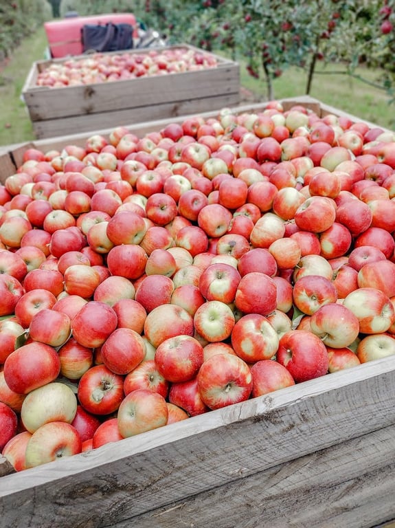 Snowy Creek Orchards in Bright, VIC