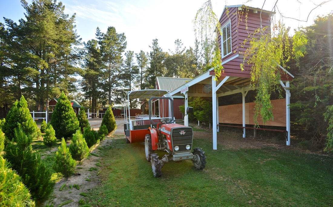 Somerville Christmas Tree Farm in Somerville, VIC