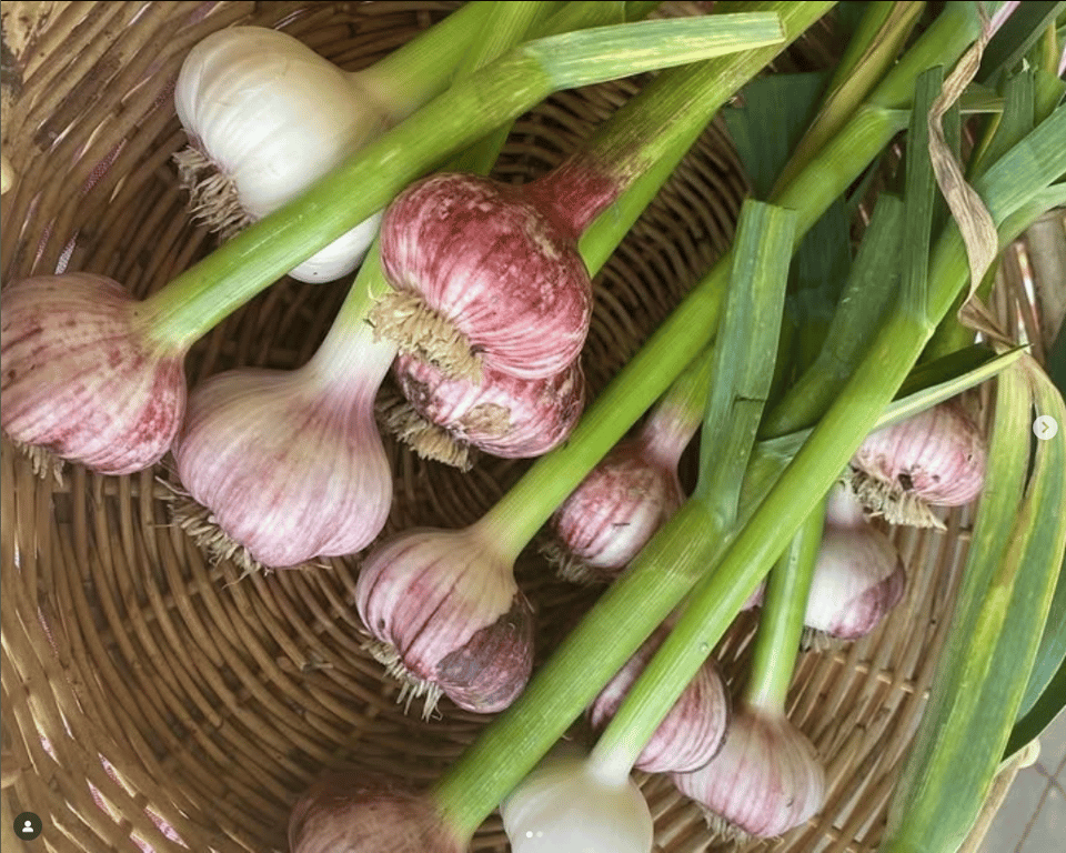Southern Harvest Farmers Markets in Corner of Butmaroo St &, NSW