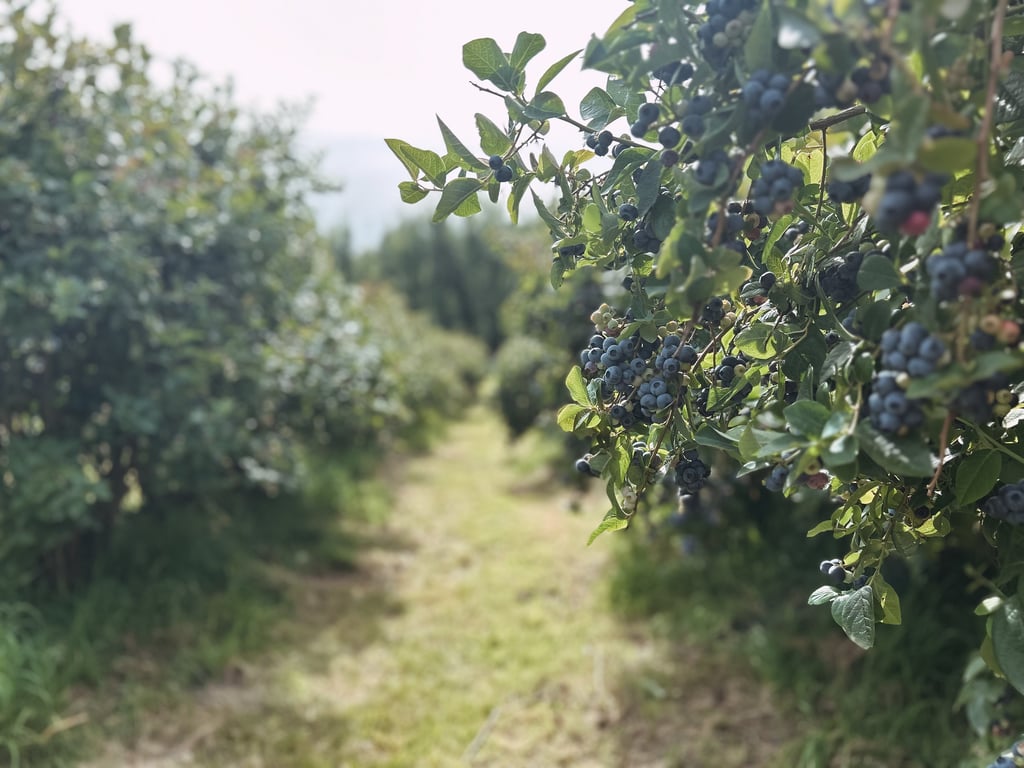 Sunday Farm in Petcheys Bay / Cygnet, TAS