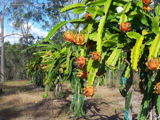 Tamborine Dragon Fruit Farm in Tamborine, QLD