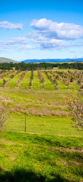 Tarago Truffles in Gap Hills, NSW
