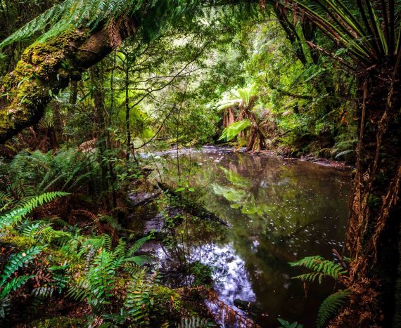 Tarkine Wilderness Lodge in 1 Newhaven Track, TAS