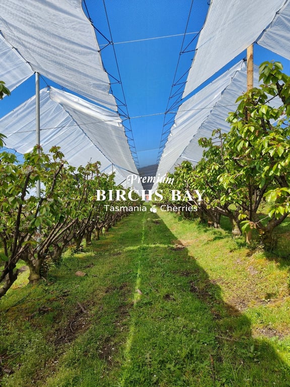 Tasmania Birchs Bay Cherries in Birchs Bay, TAS