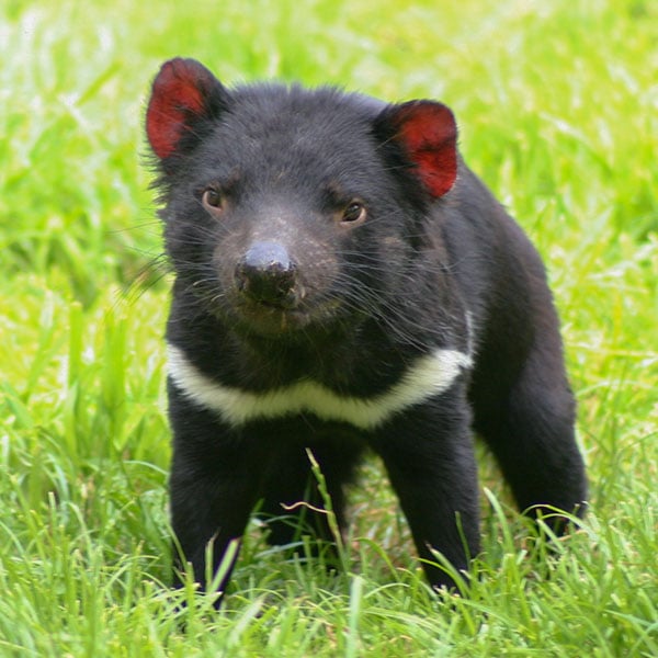 Tasmanian Devil Unzoo in Tasmanian Devil Conservation Park, TAS