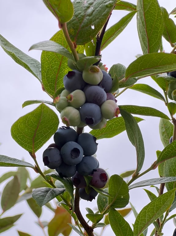 Tassie Blue Blueberries in Lymington, TAS