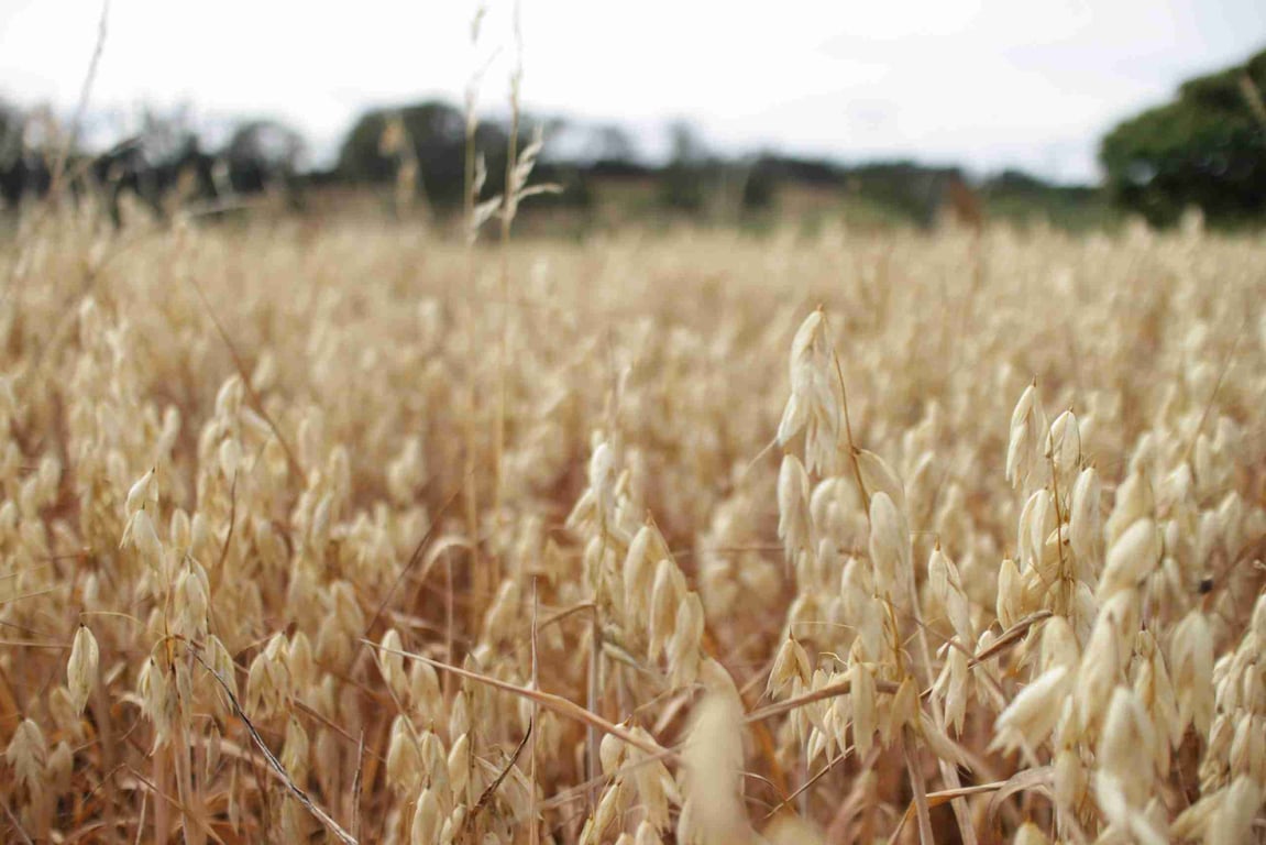 The Grain Family in Moltema, TAS