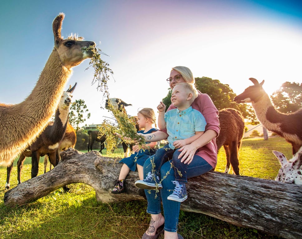 The Llama Farm in Pine Mountain, QLD