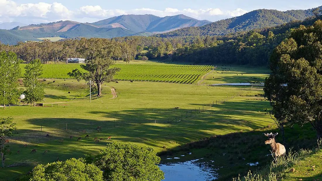 The Red Stag Deer and Emu Farm in Eurobin, VIC