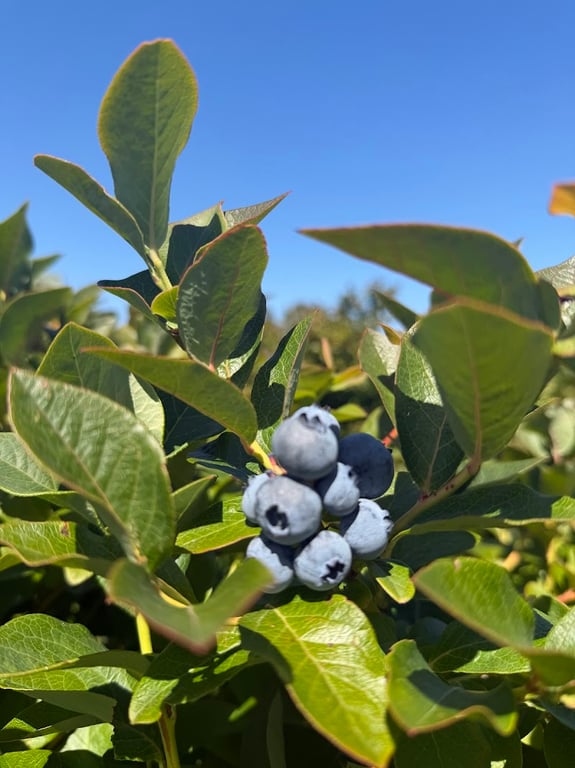 Tru Blu Berries in Lymington, TAS