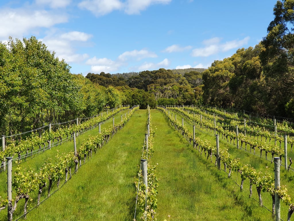 Unavale Vineyard in Lady Barron, TAS