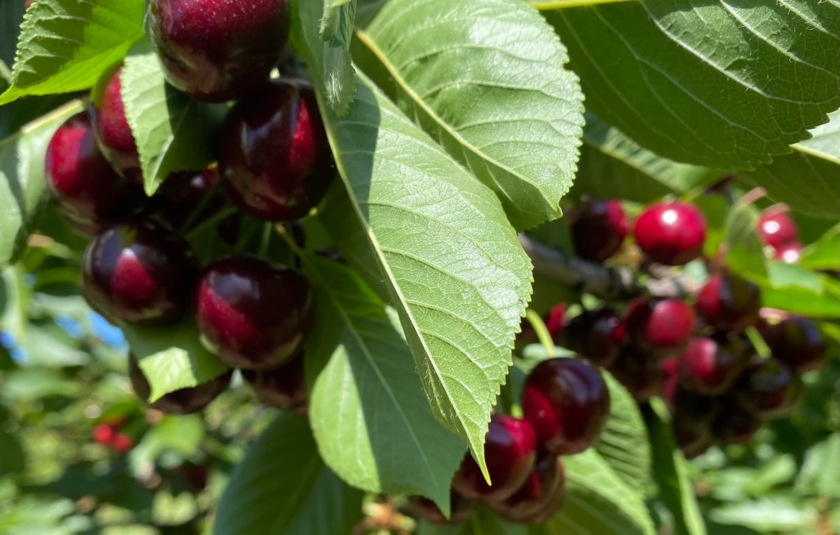 Valley Fresh Cherries & Stonefruits in Young, NSW