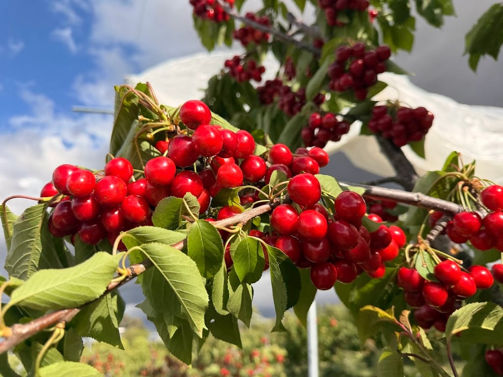 Wallaroo Cherry Farm in Wallaroo, NSW