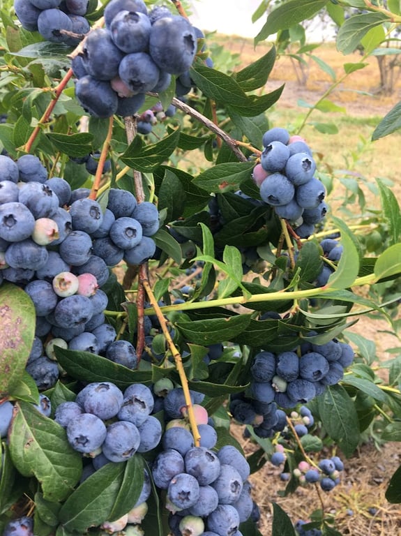 Whitlands Blueberries in Whitlands, VIC