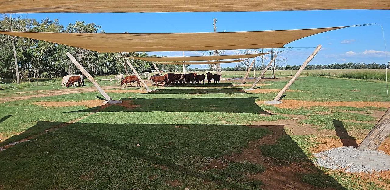 Woodspring in Inglewood, QLD