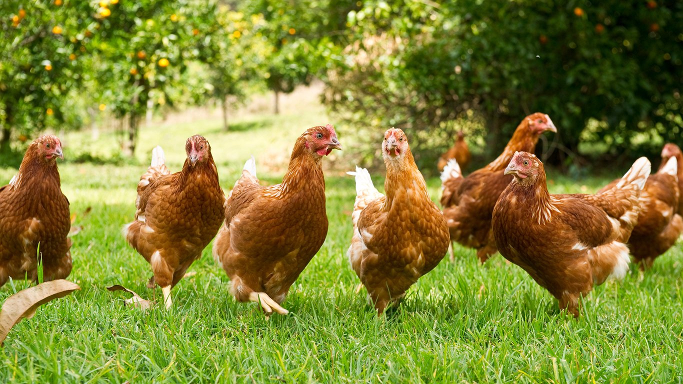 Yamstick Farm in Mid North Coast / Coffs Coast, NSW