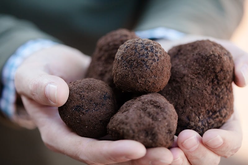 Australian Truffle Traders in Manjimup, WA
