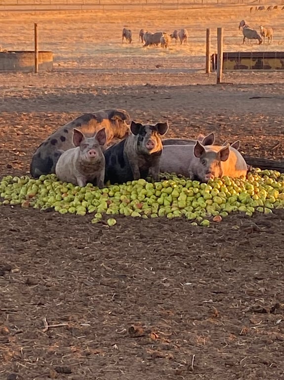 Pigs from Azren Farms-Farm Fresh Meats resting on a pile of fruit in their paddock in Elgin, WA.